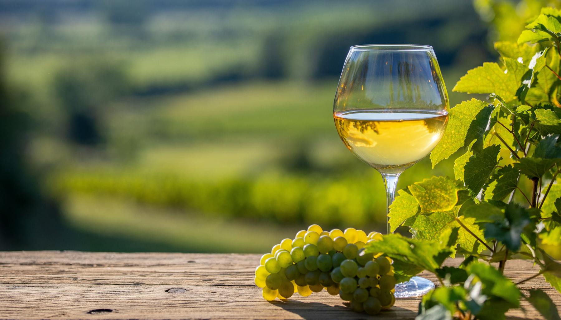The world's white grape varieties